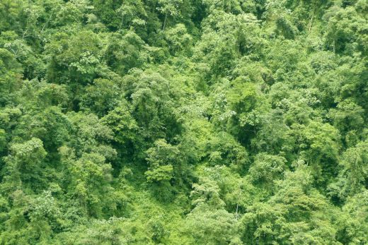 Guyana’s LCDS programme has been lauded around the world. Guyana has kept around 99.5 percent of its forests healthy and pristine.