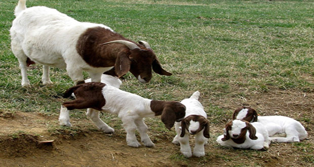 Agriculturists to crossbreed local goats with Boer stock -so as to ...