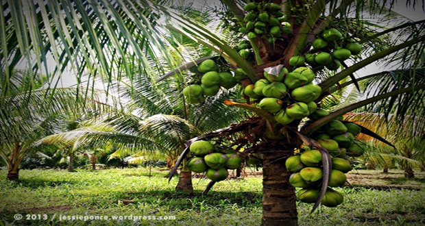 Pomeroon coconut industry under attack by strange disease -farmers call ...