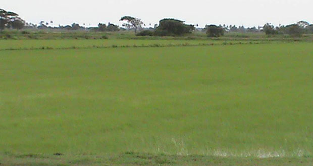 Young rice plants blooming in a field at Anna Regina on the Essequibo Coast