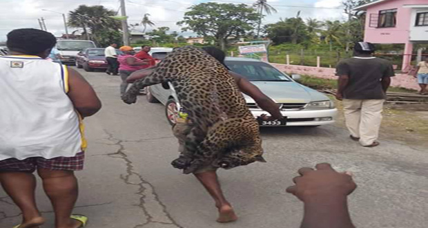 A resident traverses the streets of New Amsterdam with the dead jaguar on his back (Photo courtesy of Fresh News Guyana)