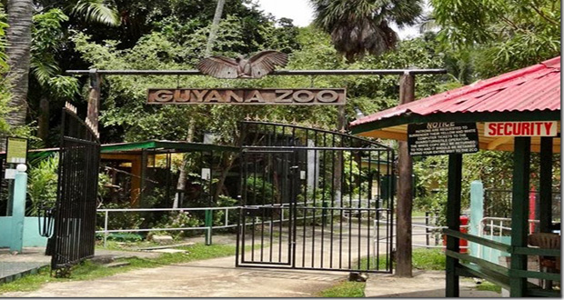 Guyana-zoo