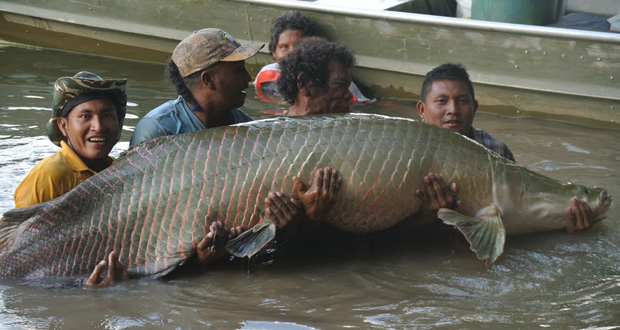 ‘TO THE RESCUE’: Kevin Edwards, Everton Allicock, Rojas Jonas and Stephanu Honorio with the second adult arapaima that was rescued and later released into the Essequibo River (Lakeram Haynes photo)