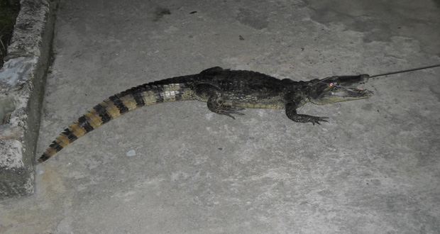 The caiman that was caught at Lamaha Park, minutes after the resident fell into the reptile-infested trench