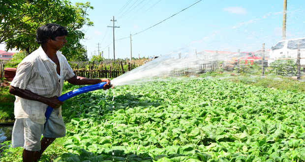 Krepaul Mahase, a cash-crop farmer from Enmore, East Coast Demerara, waters pak choi plants by pumping water from a nearby drain which is filled by waste-water from the community. The water authority GWI is urging all to conserve water during the current prolonged dry spell. (Samuel Maugh photo)