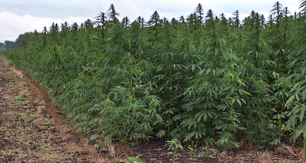 File photo of a marijuana field