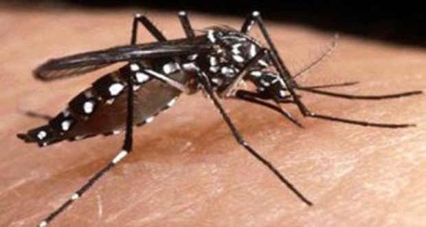 The Aedes Aegypti mosquito