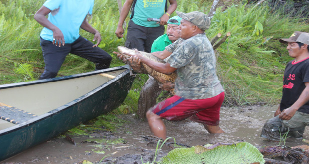 Sydney Allicock, Minister of Indigenous Peoples Affairs, and a Rupununi resident removing an Arapaima from a shallow pond at Rewa. The fish was later transferred to the Rupununi River