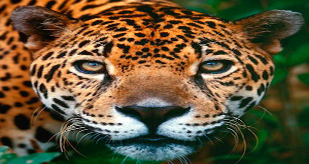 Jaguar in Guyana jungle (Iwokrama photo)