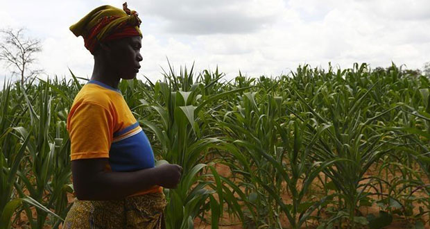 HIV-positive farmer Eunice Chiyabi walks near a field of maize during a visit by a home-based care team in Chikonga village, close to the town of Chikuni in the south of Zambia February 21, 2015. (REUTERS/Darrin Zammit Lupi)