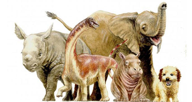 An artist's illustration showing the size comparisons of a newborn dinosaur called Rapetosaurus (2nd from L) that lived on the island of Madagascar to some large-bodied mammalian newborns such as a baby black rhino, African elephant, hippo and dog.