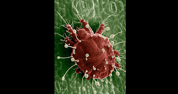 The Red Palm Mite, which has wreaked havoc on coconut plantations is being defeated, the National Agricultural Research and Extension Institute says