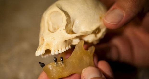 Placed in a wax jaw, fossil teeth belonging to Panamacebus transitus are compared with those of a modern female tufted capuchin, Cebus apella, in this picture courtesy of the Florida Museum of Natural History. Florida Museum of Natural History
