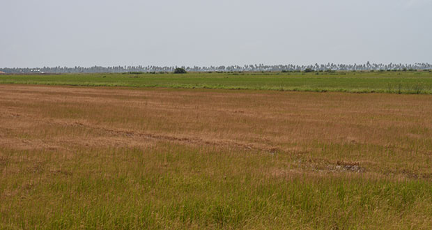 A rice field at Perth, Essequibo Coast, that was burnt out due to extreme dry weather