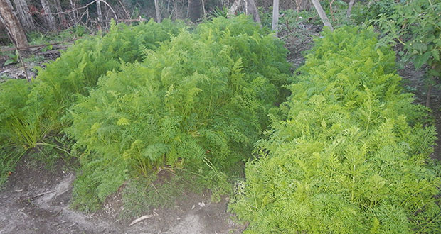 Carrots under cultivation