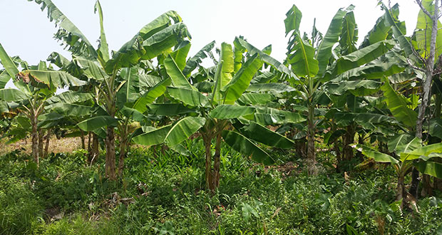 A plantain farm in good shape