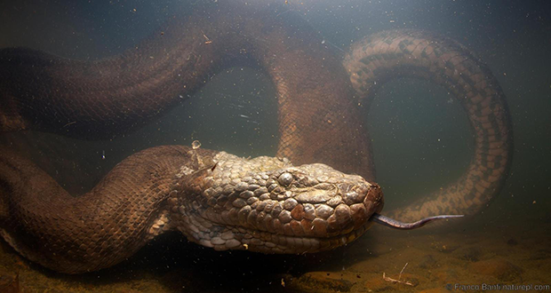 Native to the rainforests of South America, the green anaconda has been a subject of fascination ever since early adventurers first told tales of this seemingly impossibly long reptile. (Credit: Franco Banfi/naturepl.com)