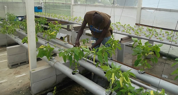 Elton Wray, a research assistant, examines pepper plants in the NAREI hydroponics facility