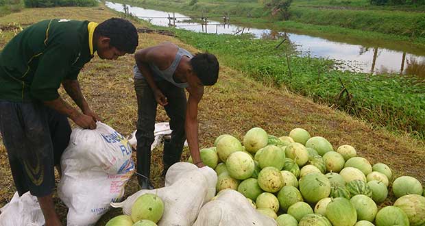 Watermelons produced at Huntley, Region Five