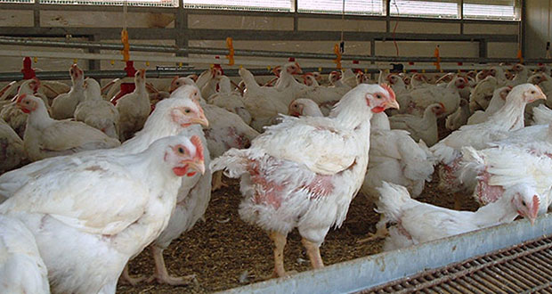 U.s. poultry & egg harold e. ford foundation #2