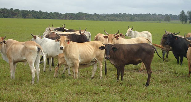 Some of the cattle which can be found at the GLDA, East Coast Demerara.