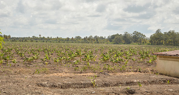 Plantains under cultivation at Ramotar’s estate at Caledonia