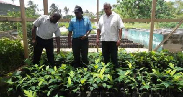 Agriculture Minister Noel Holder, Permanent Secretary of the Ministry of Agriculture, George Jervis, and Chief Executive Officer of the National Agricultural Research and Extension Institute (NAREI), Dr. Oudho Homenauth, examine breadfruit seedlings during a visit to the institution