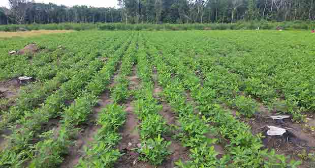 Peanut at pegging stage
