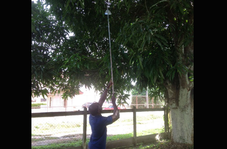 Jonathan Wrights, Plant Quarantine
Officer of NAREI places a Jackson Trap
in a mango tree in Linden, Region 10