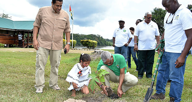 President Granger, with the help of eight-year-old Konankiae, planted a breadfruit tree at the Iwokrama Centre on Saturday in observance of National Tree Day. (Ministry of the Presidency photo)