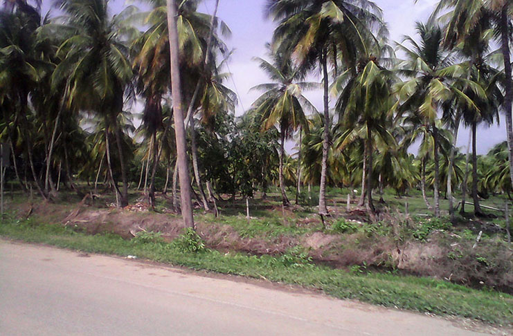 coconut-farm