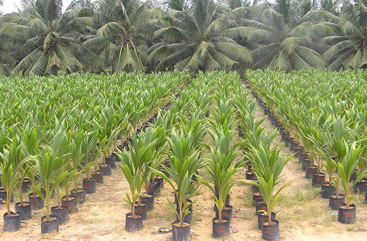 coconut-seedling-nursery