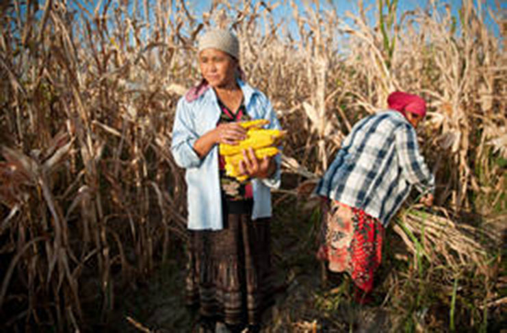 Harvesting maize in Jalal-Abad Oblast, Kyrgyzstan