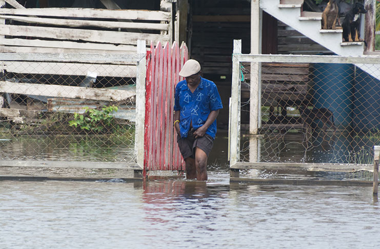 A resident of Buxton wades through floodwaters at his gate on Saturday. The area has been waterlogged for several days.  [Delano Williams photo]
