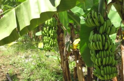 Green-banana