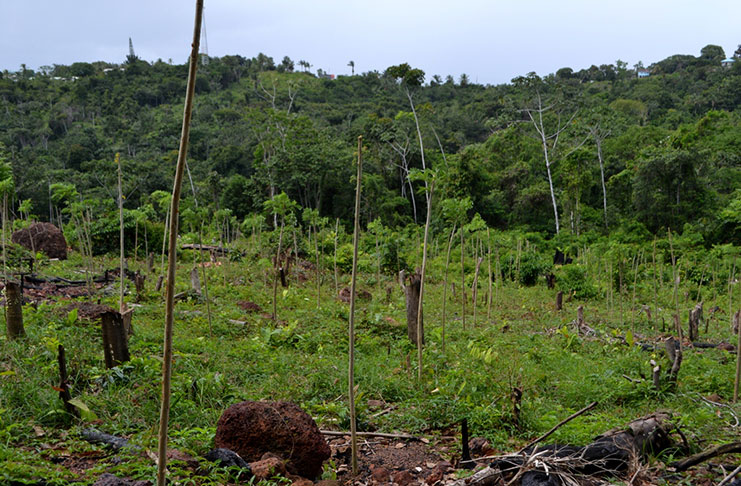 A view of the demonstration farm . The sticks in foreground are used as harbours to support the black-pepper vines