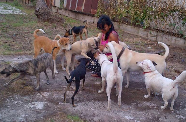 Genevieve Beepat called “Judy” with some of her 14 dogs.
