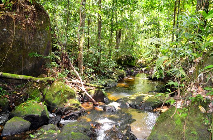 A trip up the Mowra Falls - Guyana Chronicle