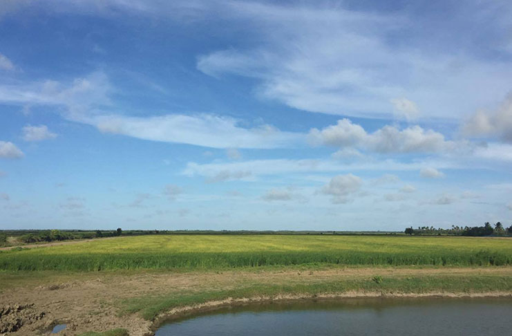 Rice-field