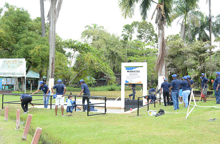 The team from Sol Guyana Inc during the maintenance exercise at the manatee pond in the Botanical Gardens