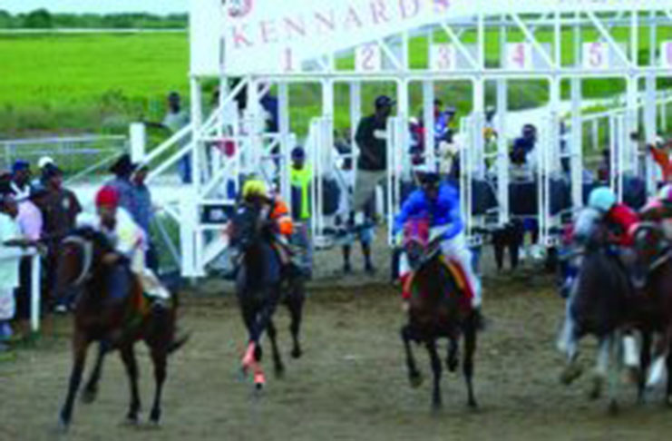 Lady Budapest (extreme left) in action during a recent KMTC’s horse race meet at the Bush Lot Farm, Corentyne, Berbice