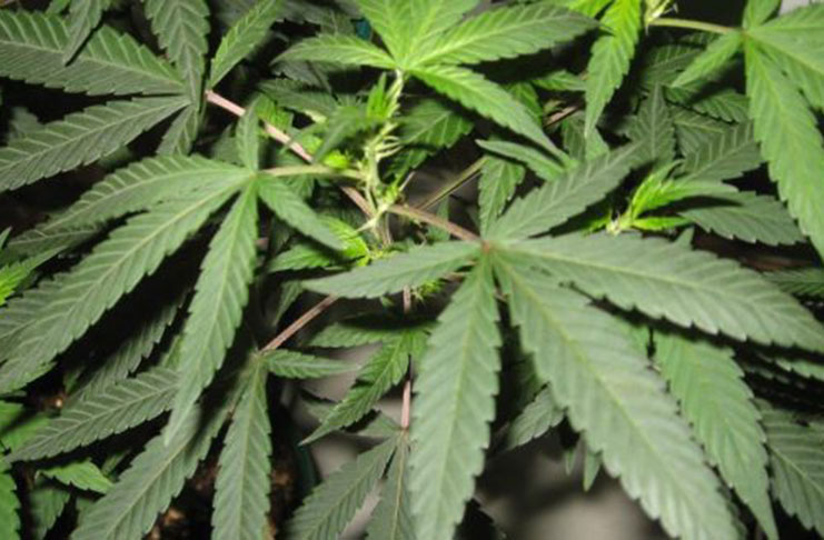 Group Intensifies Call For Decriminalisation Of Cannabis - Guyana Chronicle