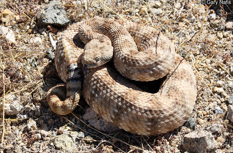 THE RATTLE SNAKE