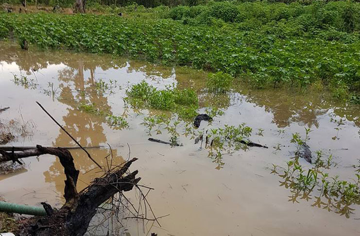 Effects of flooding at West Watooka