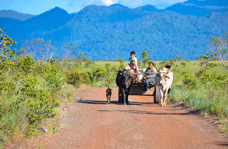 A family returning from the farm lands on a bullcart