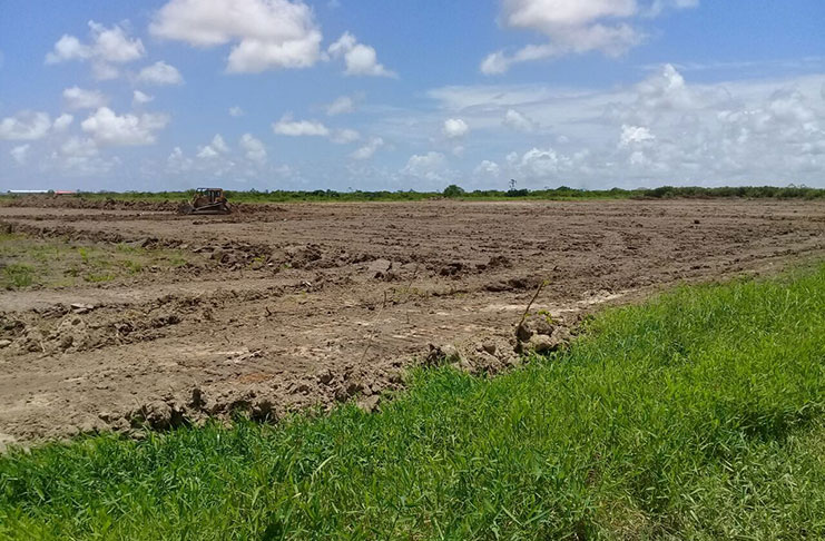 A section of the land at Perseverance, East Bank Demerara, being cleared