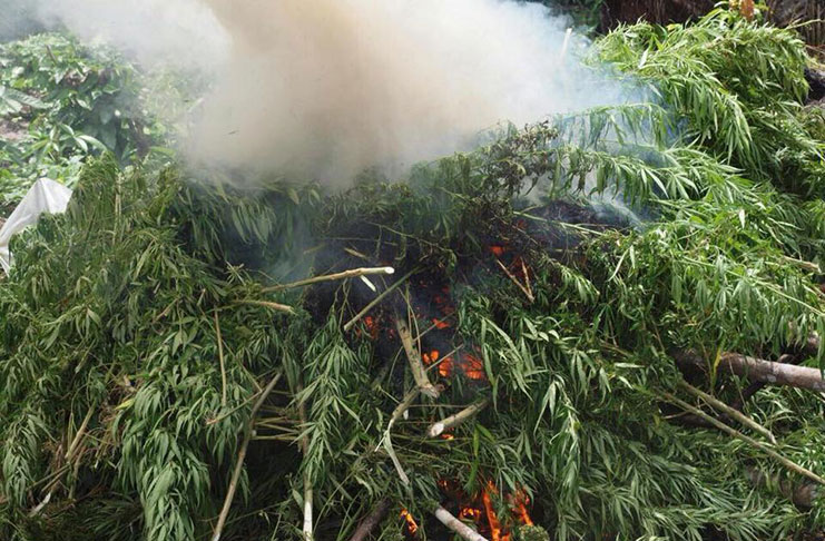 The ‘ganja’ plants that were destroyed