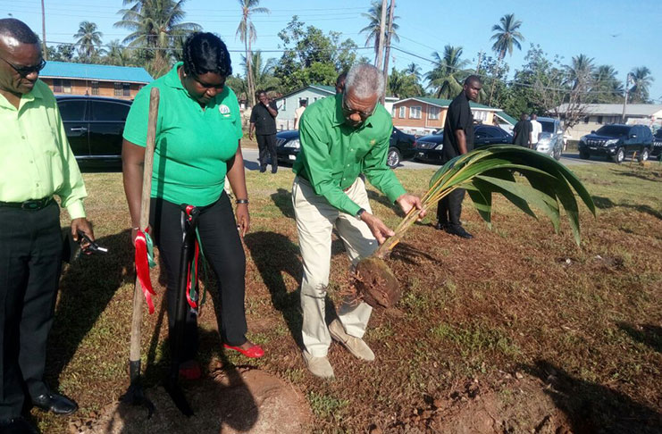 President and PNCR Leader David Granger plants a palm tree on Burnham Drive Linden on Sunday, at a tree planting exercise held in observance of the party’s 60th Anniversary Looking on is the party’s Region 10 Chairperson, Sandra Adams and Regional Chairman Renis Morian