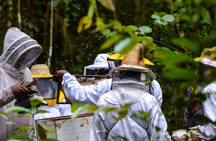 Participants learn during a training session how to safely remove honey from hives
