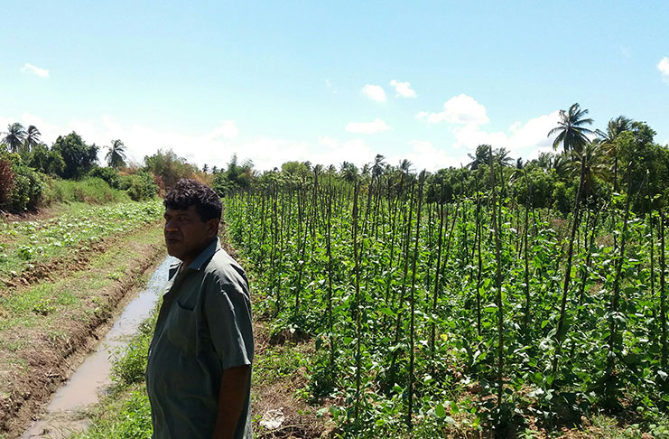 Lead farmer from Helena, Mahaica, Mr. Ganesh Haricharan